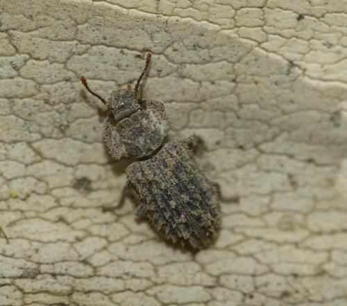 Endophloeus markovichianus